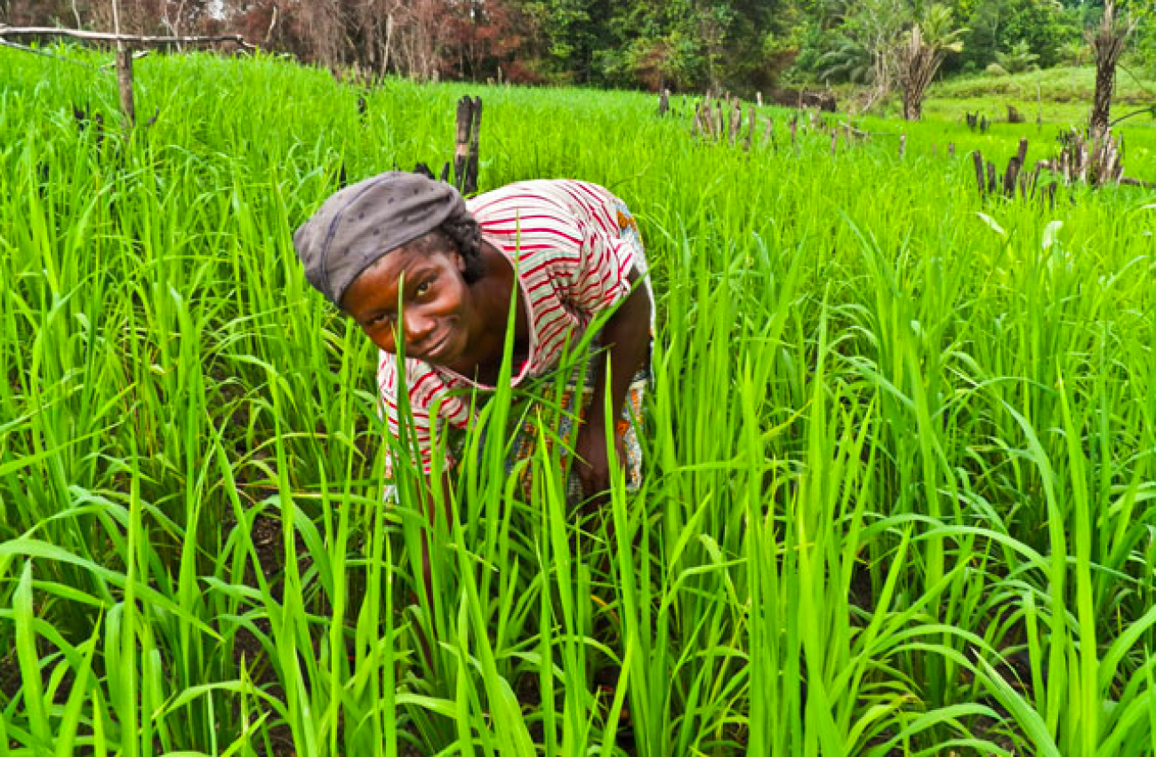 Woman planting rice in Liberia