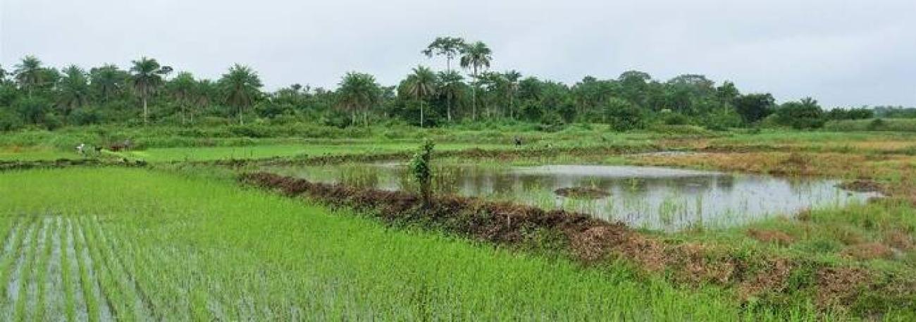 A rice field