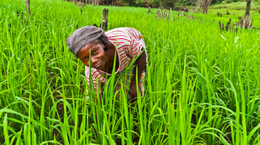 Woman planting rice in Liberia