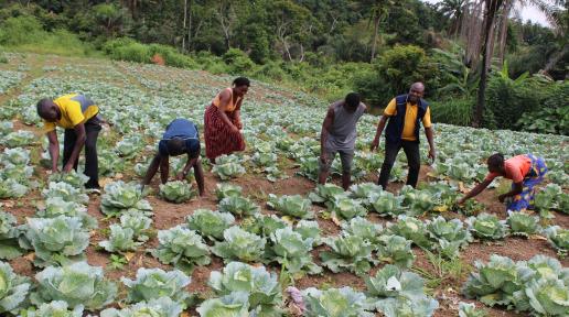A group of farmers tend to their cabbage garden